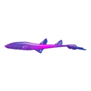 Pink Crystal Catshark